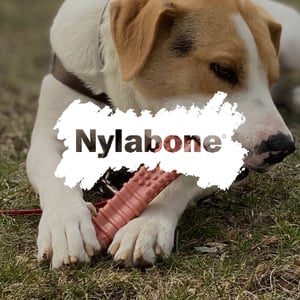 Companion_Pet-Nylabone@3x-100