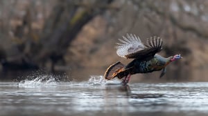 NWTf_Background